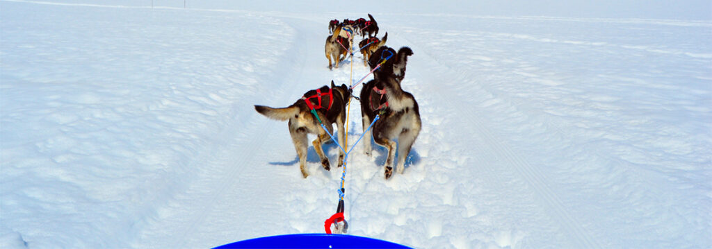 Digital Marketing is Like an Iditarod Race