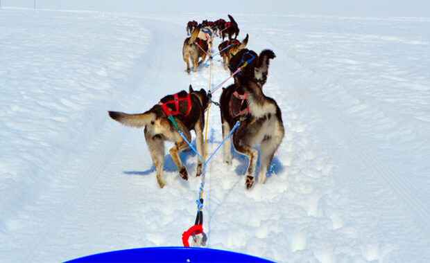 Digital Marketing is Like an Iditarod Race